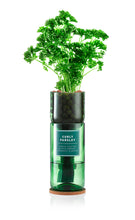Load image into Gallery viewer, Curly Parsley