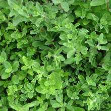Load image into Gallery viewer, Sweet Marjoram